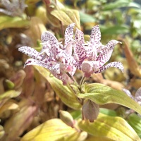 Tricyrtis hirta 'Albomarginata'